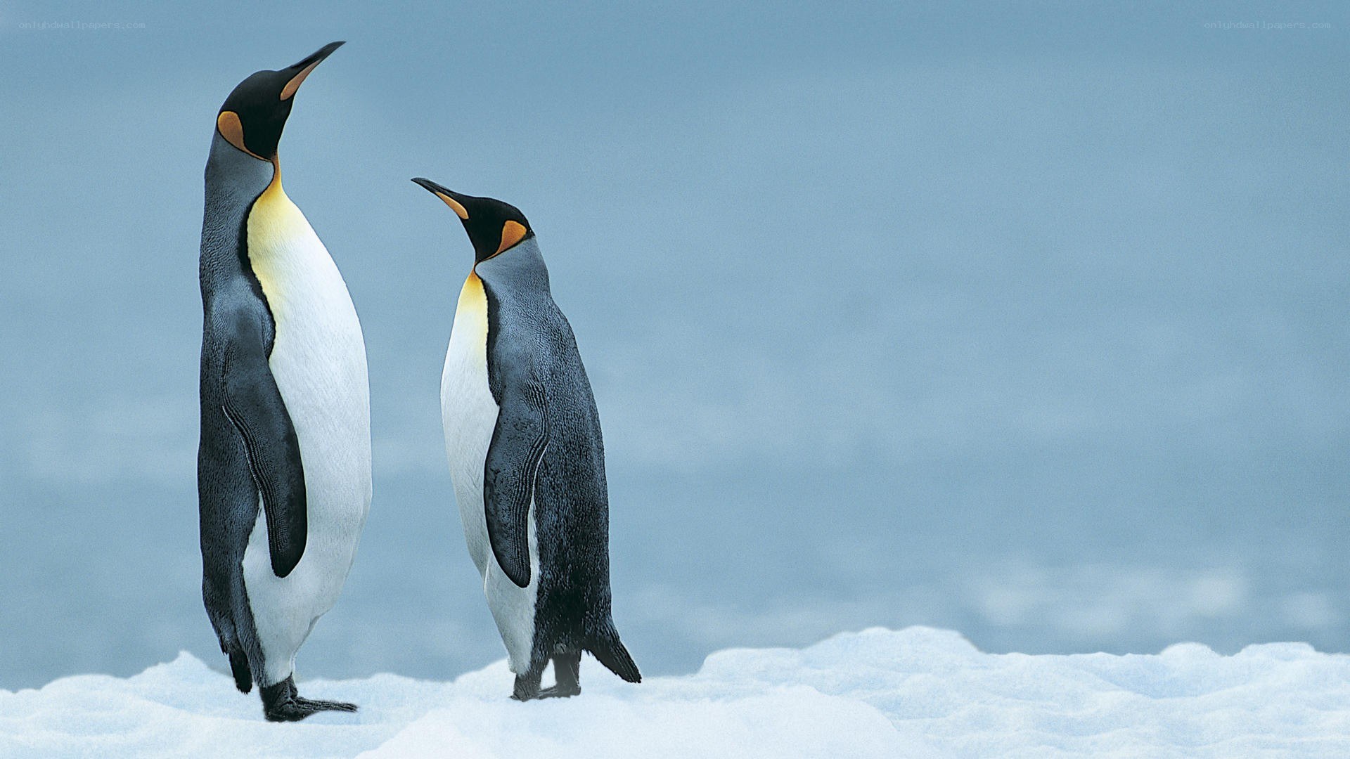Two penguins on ice