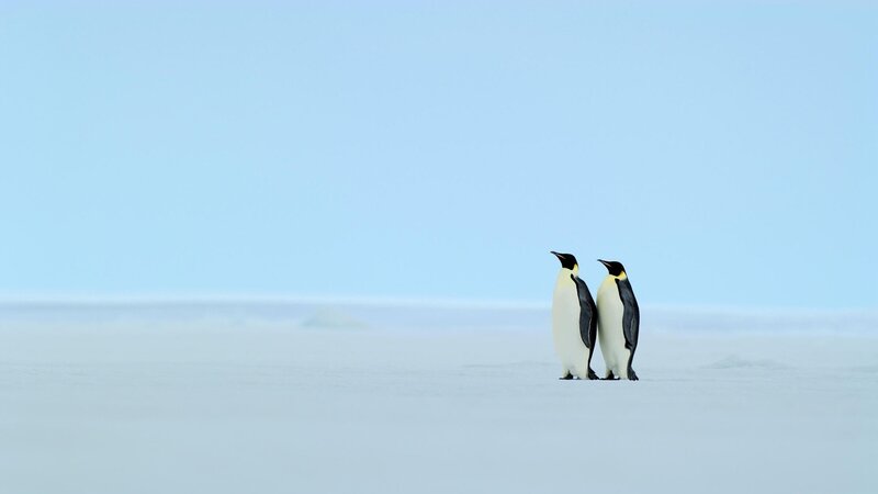 Two penguins on ice