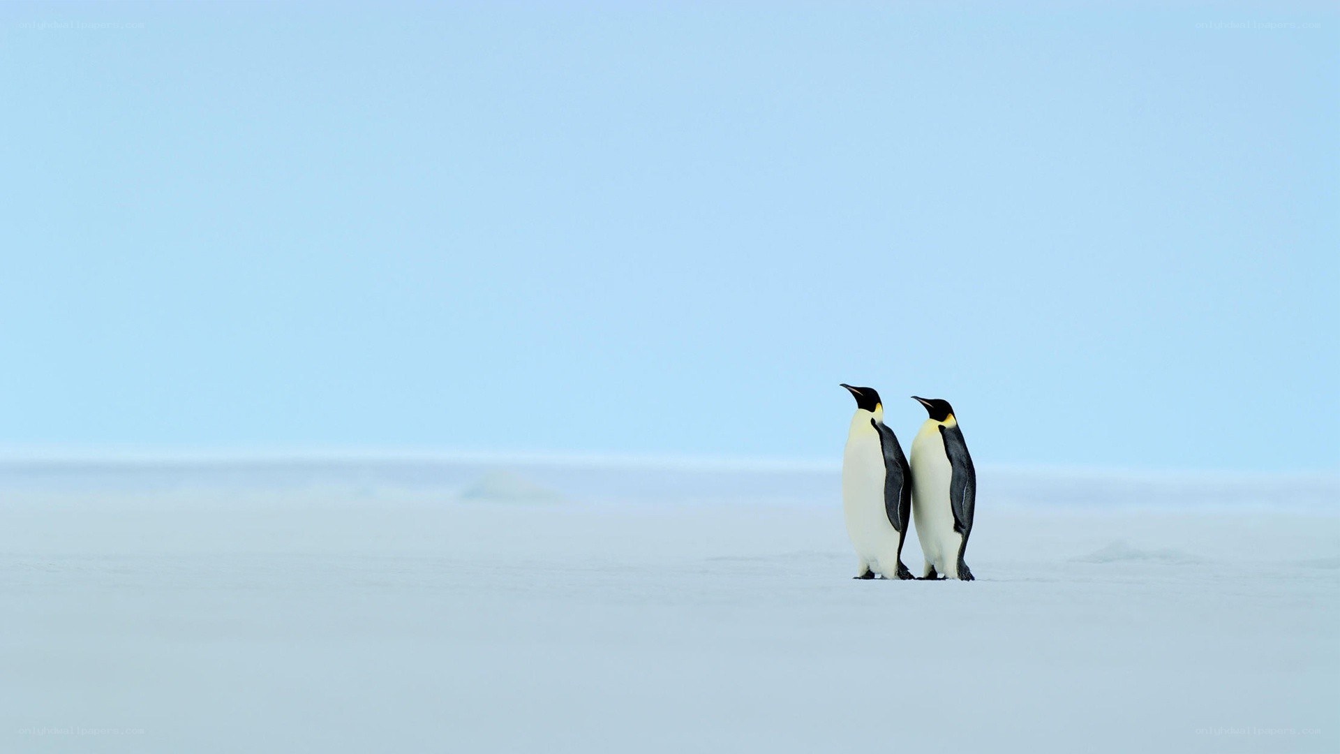 Two penguins on ice