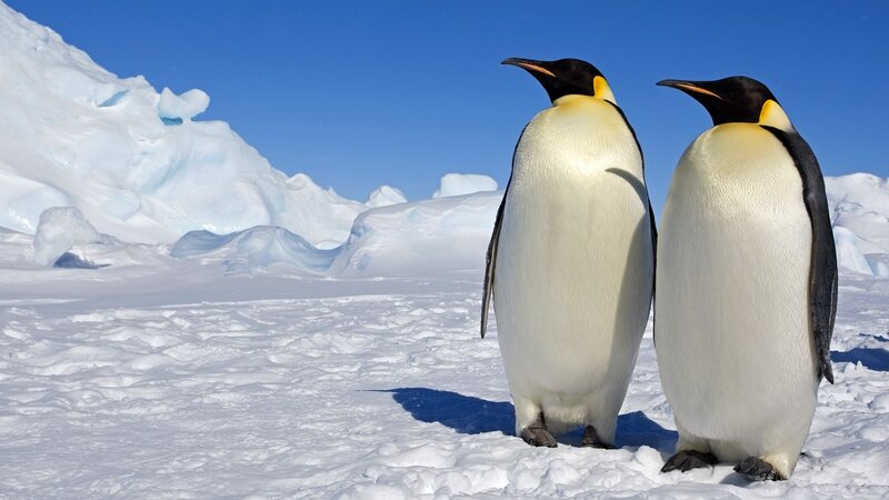 Two penguins on ice