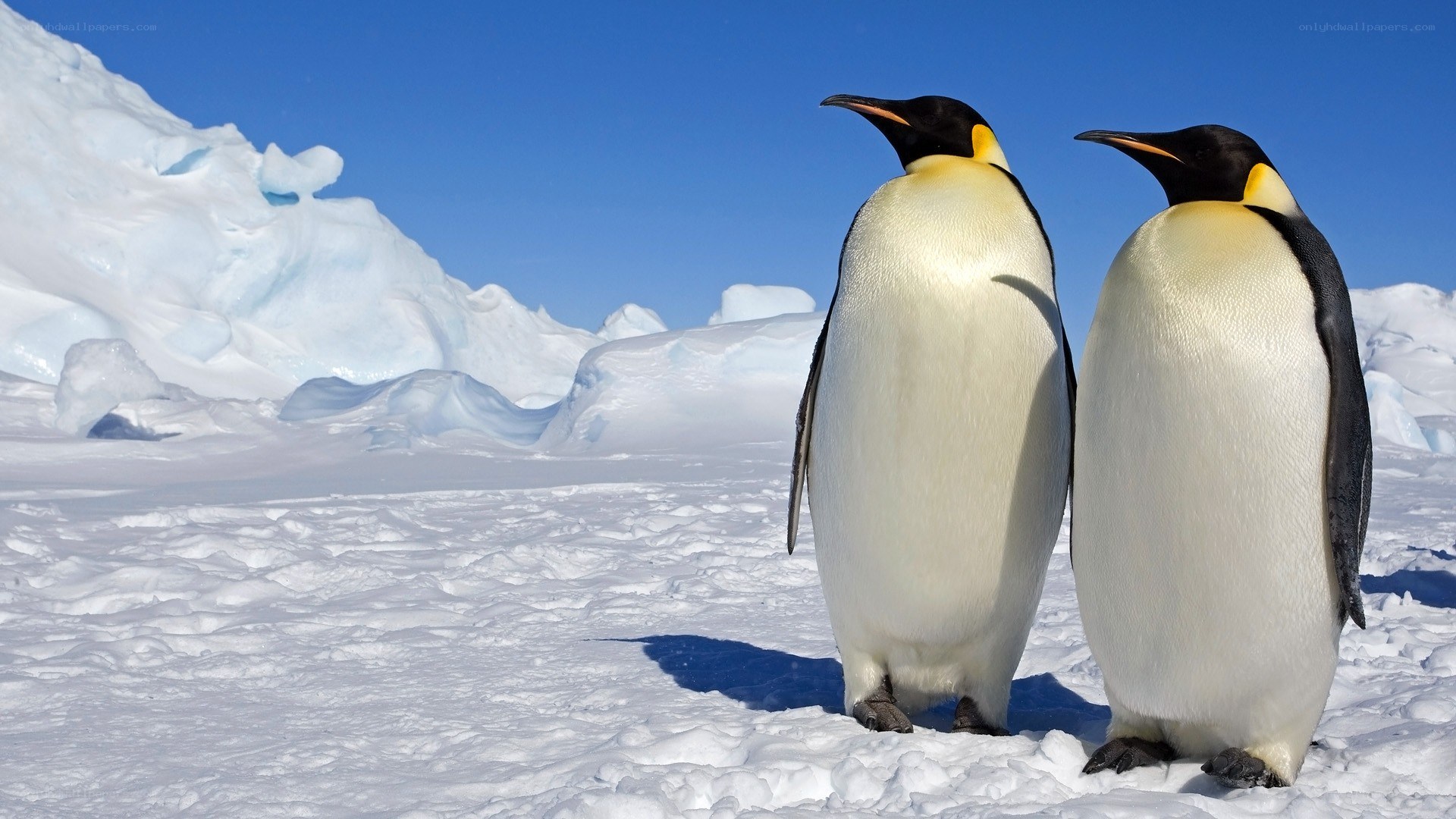 Two penguins on ice