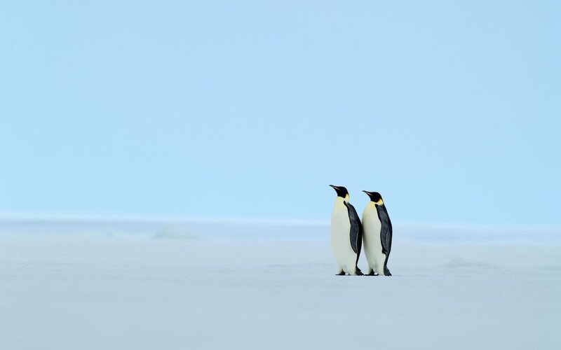 Two penguins on ice