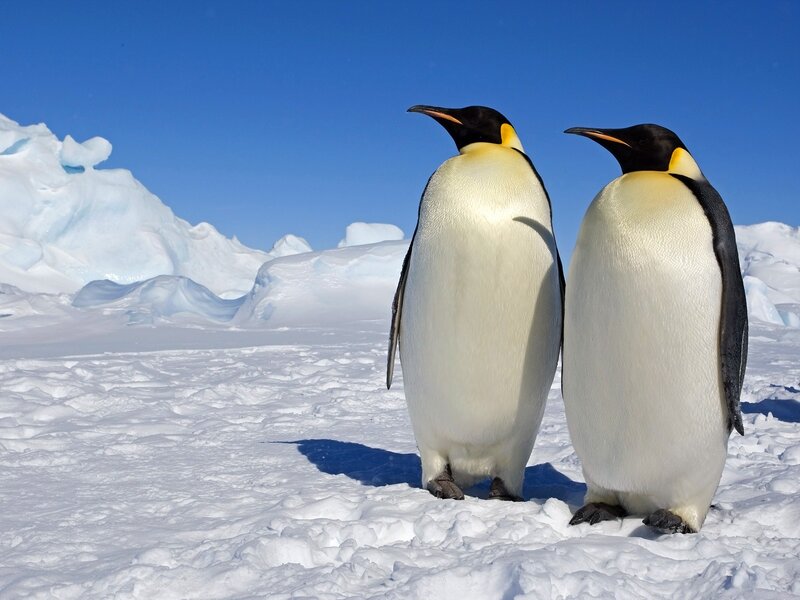 Two penguins on ice