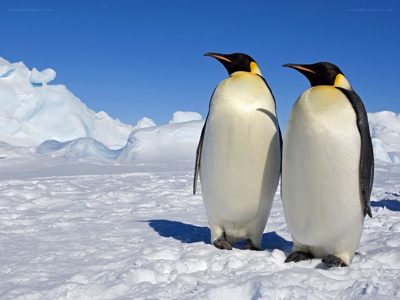 Two penguins on ice
