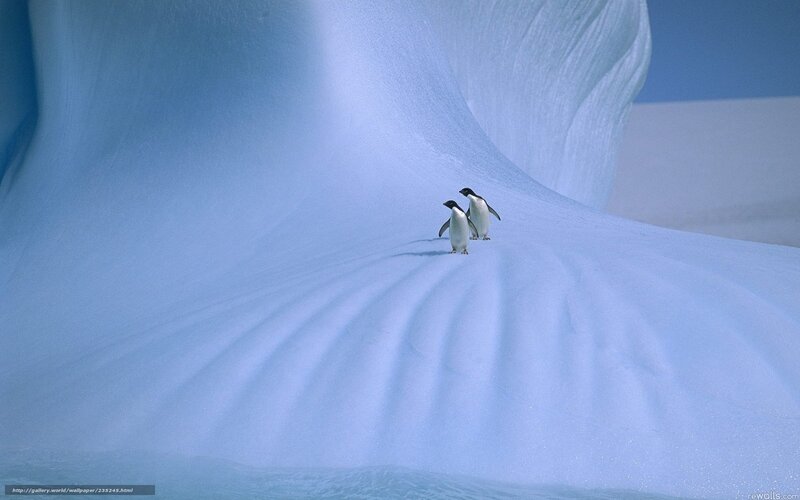 Two Penguins on Ice — Blue, Serene