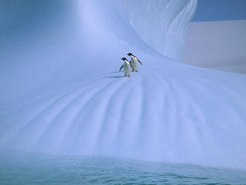 Two Penguins on Ice — Blue