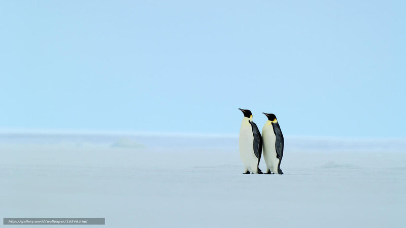 Two penguins on ice