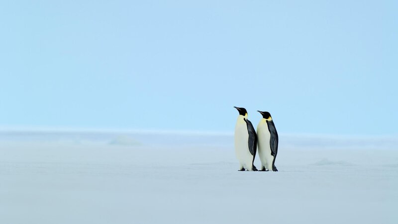 Two Penguins on Ice — White, Serene, Photograph