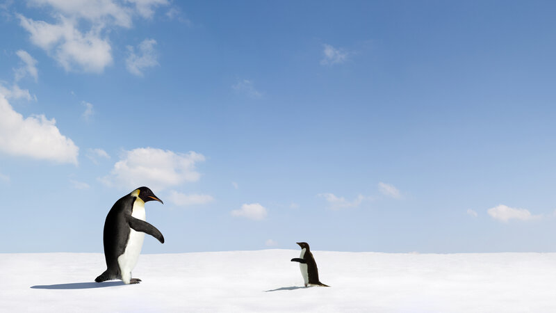 Two Penguins on Ice — White, Serene