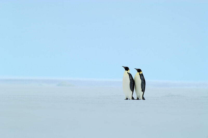Two Penguins on Ice — White, Serene, Winter