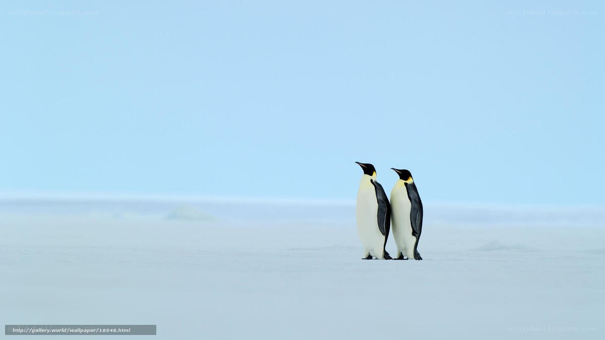 Two penguins on ice