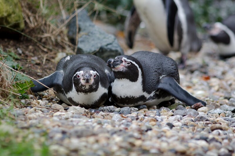 Two Penguins on Pebbles