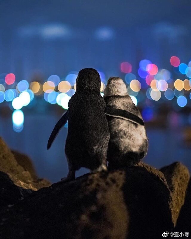 Two Penguins on Rock — Blue