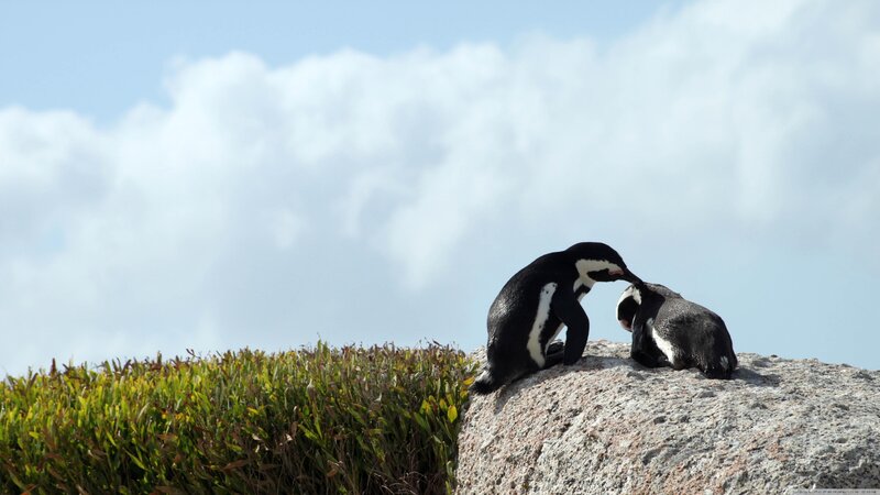 Two Penguins on Rock