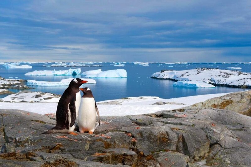 Two Penguins on Rocks