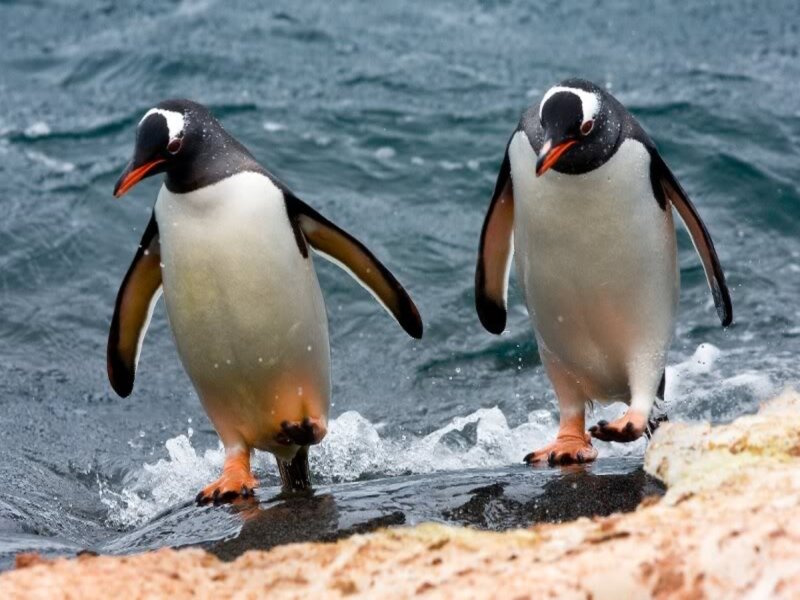 Two Penguins on Shore — Black