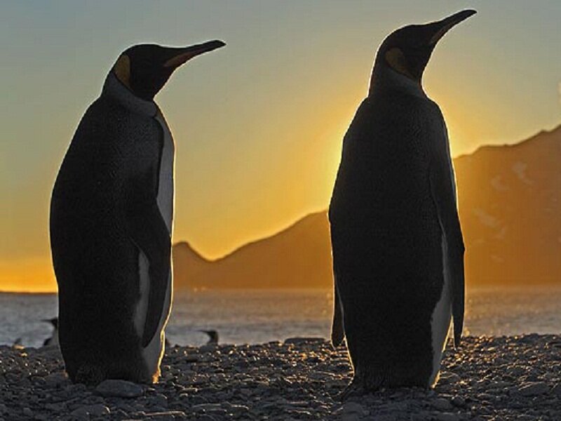 Two Penguins on Shore