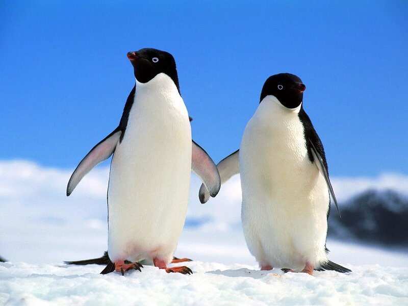 Two penguins on snow