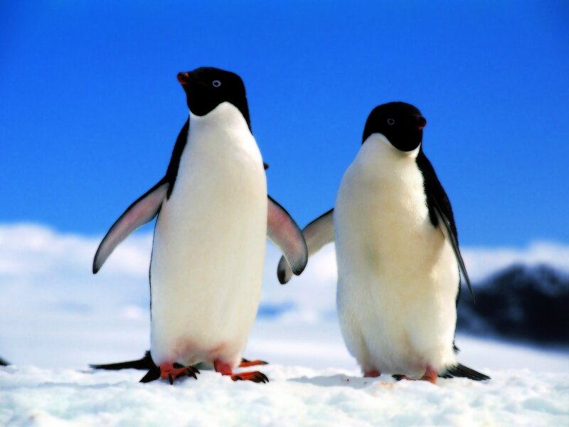 Two penguins on snowy ground