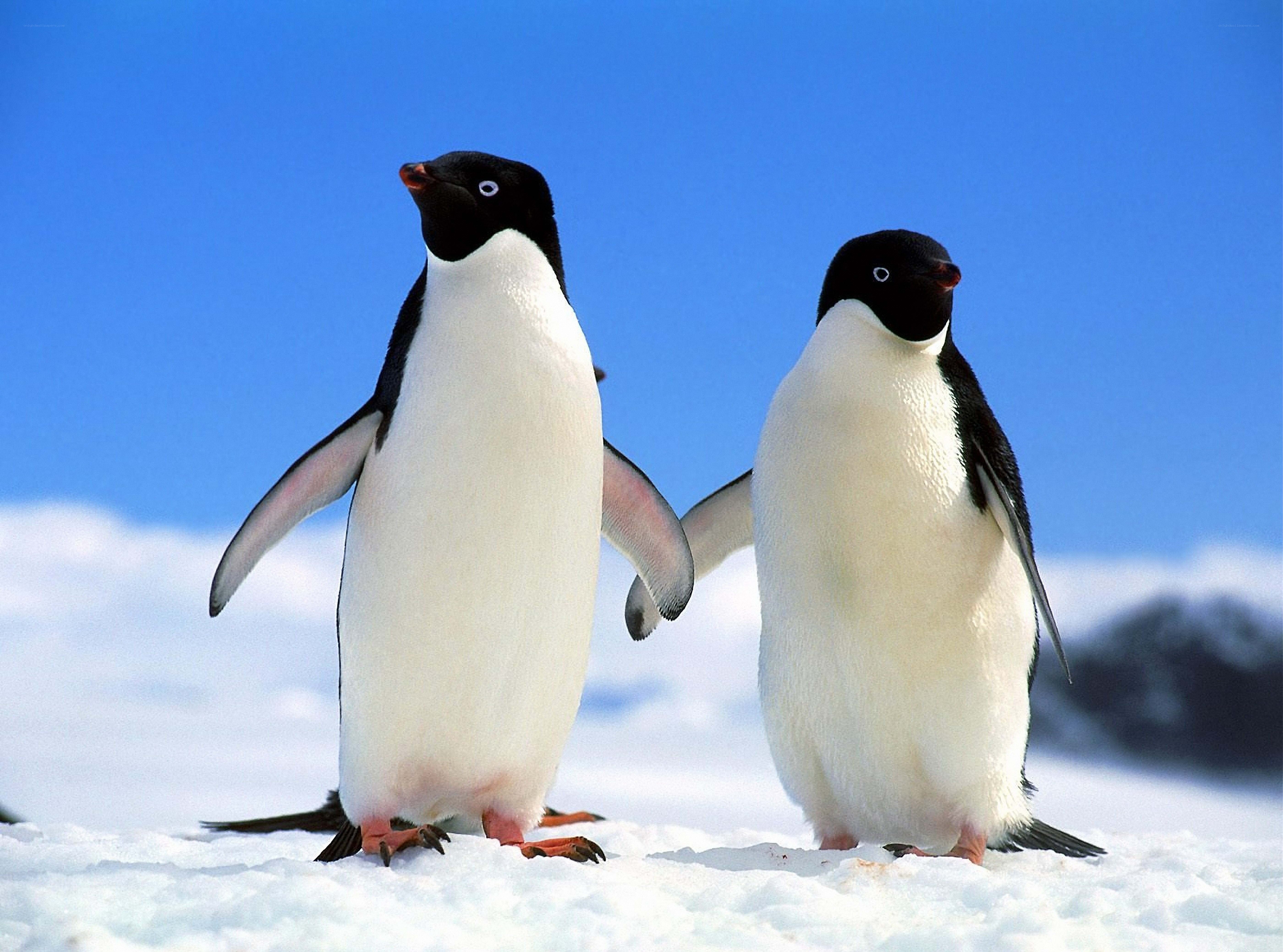 Two penguins on snowy ground