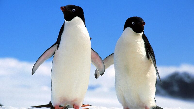 Two Penguins Standing — Blue