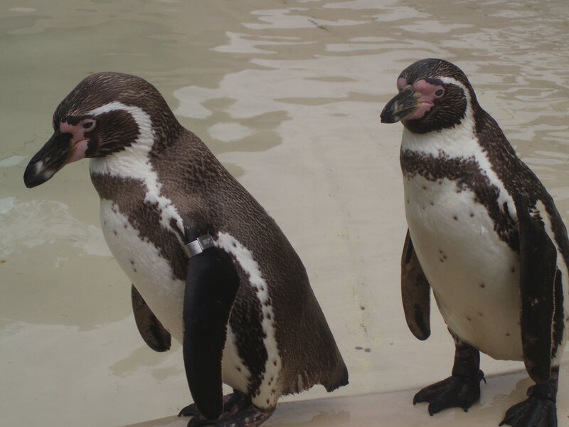 Two penguins standing by water
