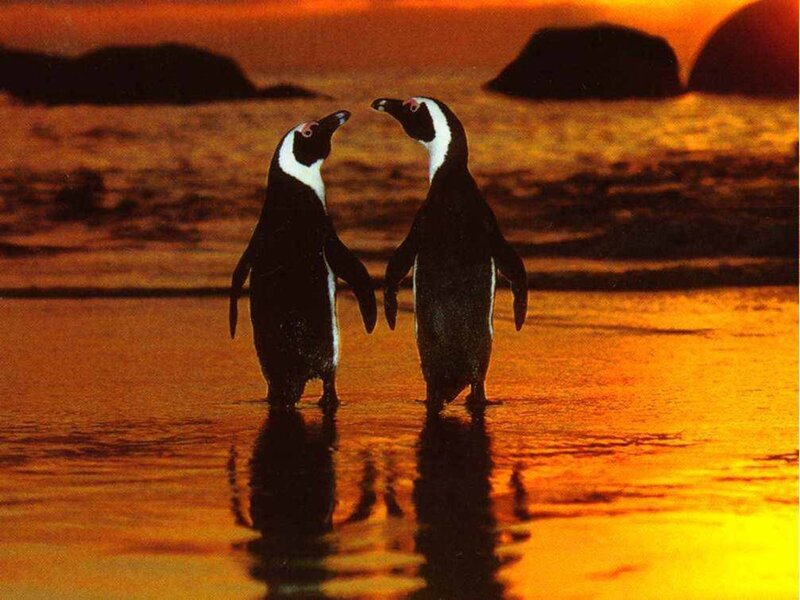 Two Penguins Standing — Orange