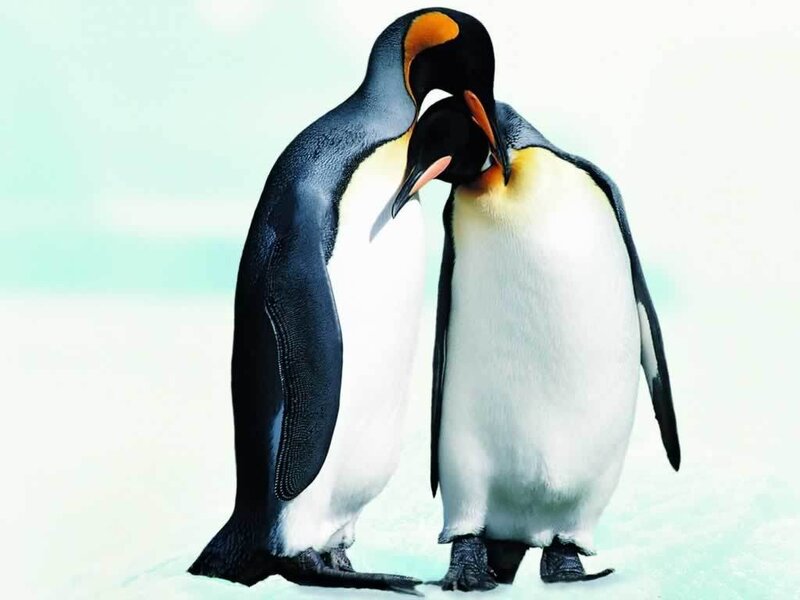 Two penguins standing together