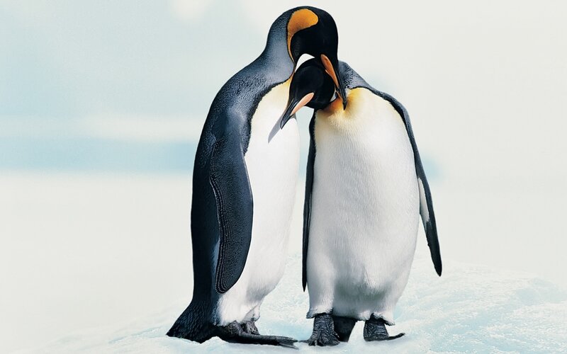 Two Penguins Standing — White, Calm