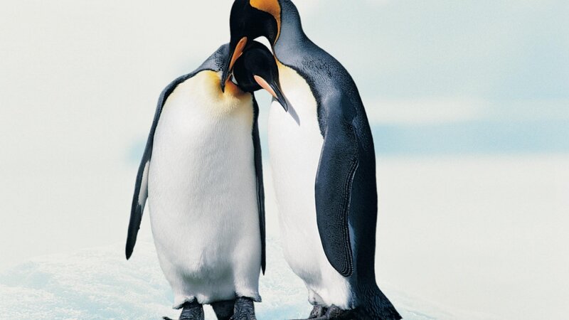 Two Penguins Standing — White, Calm, Winter