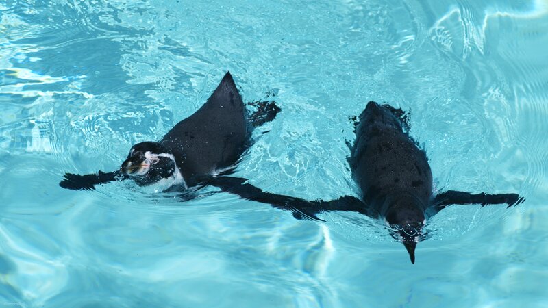 Two Penguins Swimming