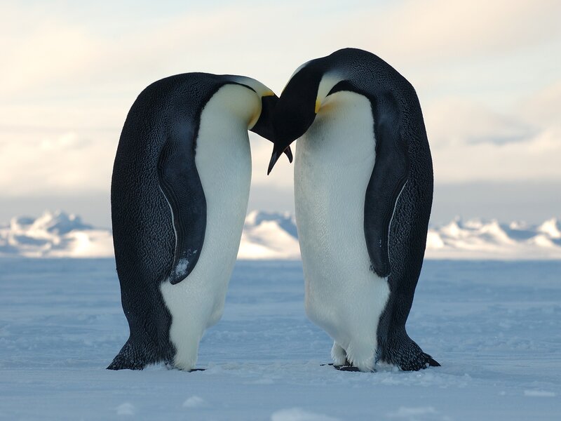 Two penguins touching beaks