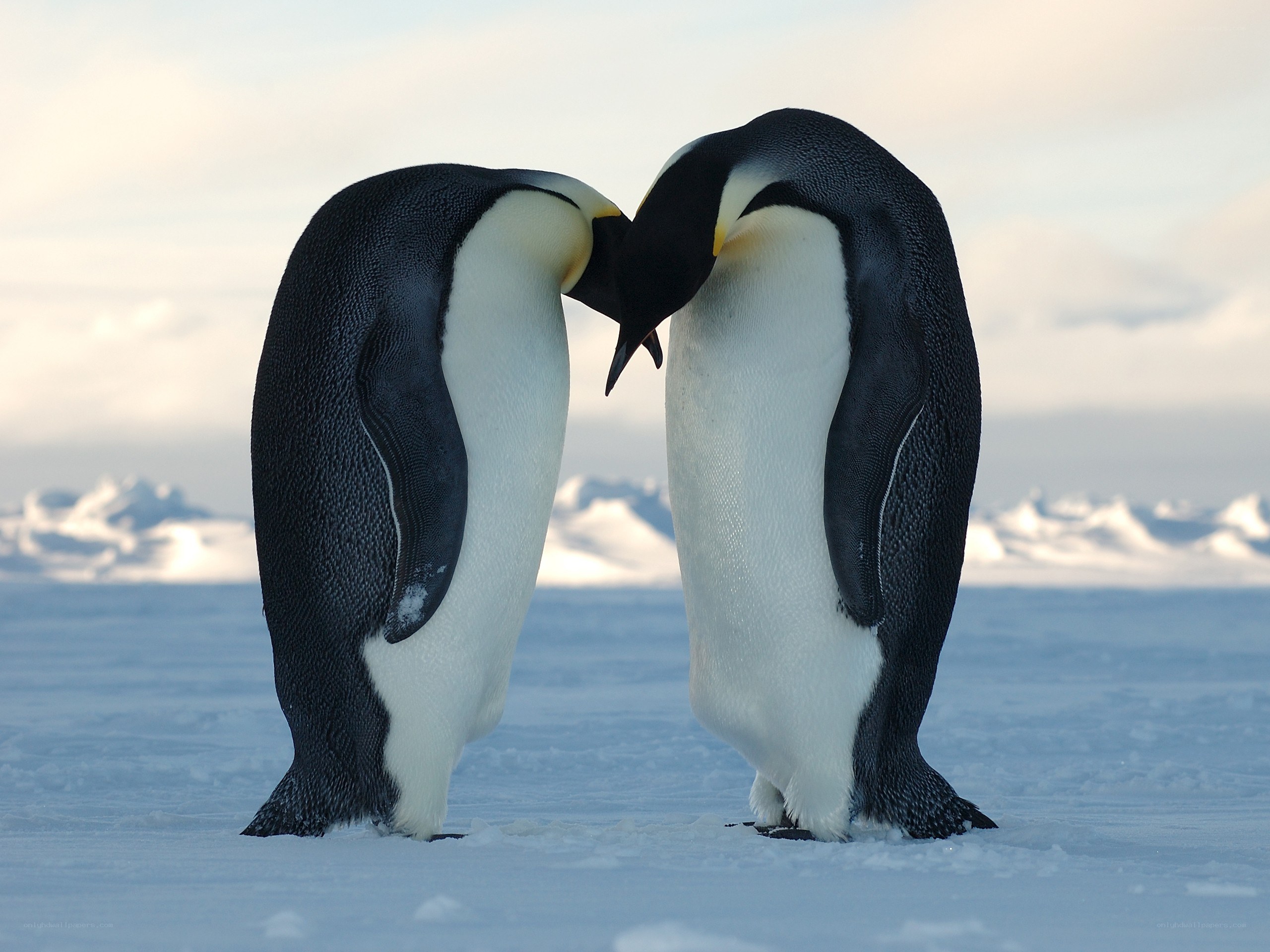 Two penguins touching beaks