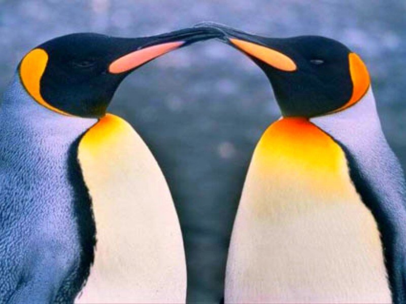 two penguins touching beaks