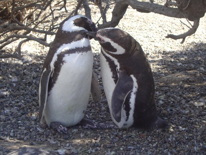 Two Penguins Touching Beaks — Black