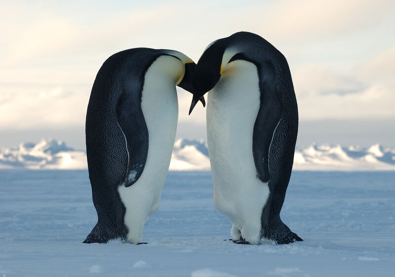 Two Penguins Touching Beaks — White