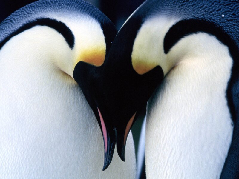 Two Penguins Touching