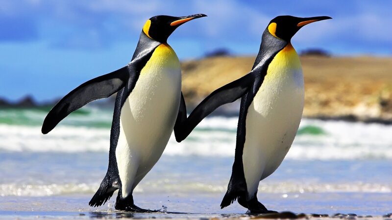Two Penguins Walking — Blue, Calm