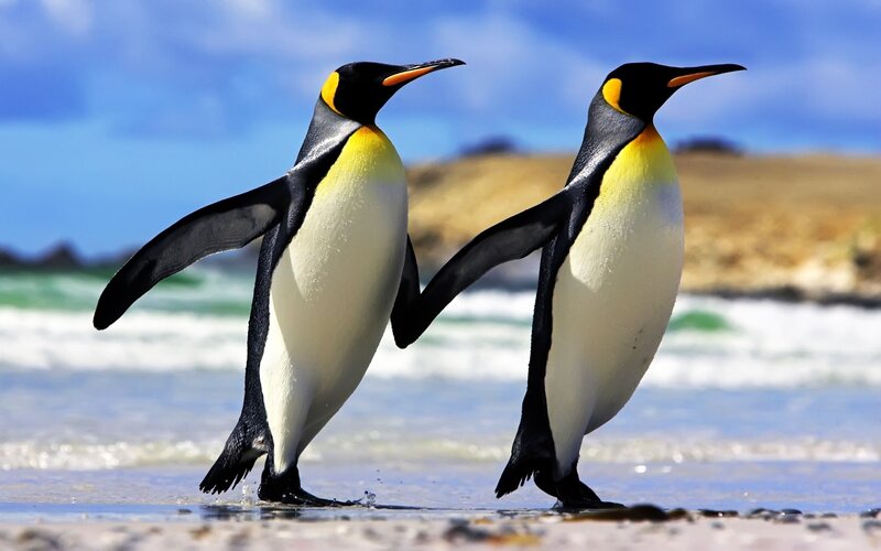 Two Penguins Walking — Blue