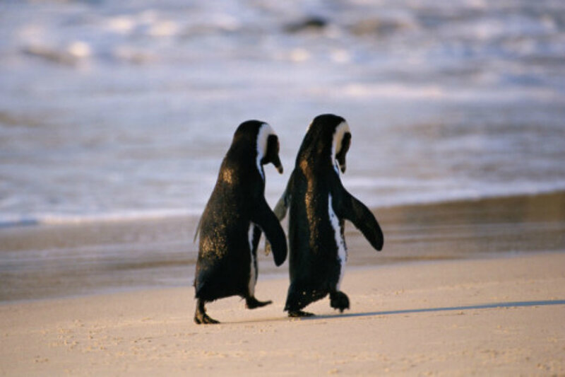 Two Penguins Walking