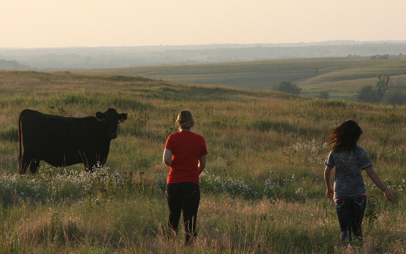 Two People and a Cow