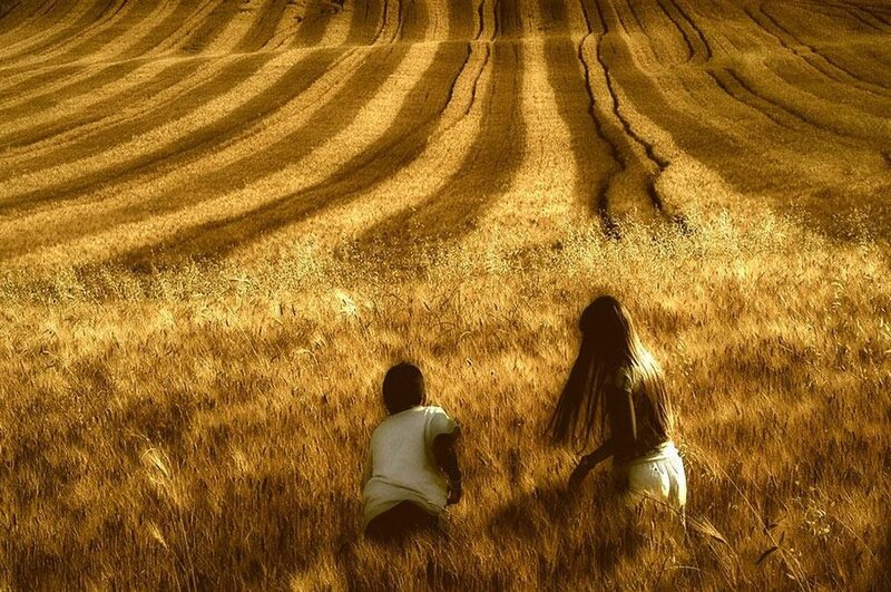 Two people in a golden field