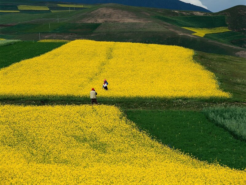 Two People in Flower Fields