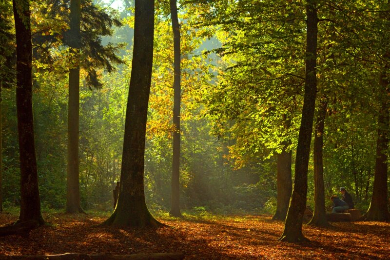Two People in Forest — Green, Serene, Autumn