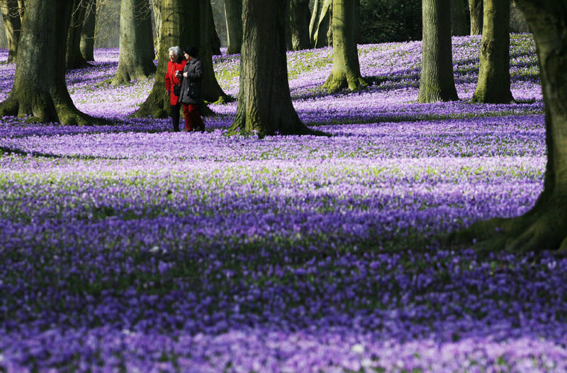 Two People in Purple Flowers