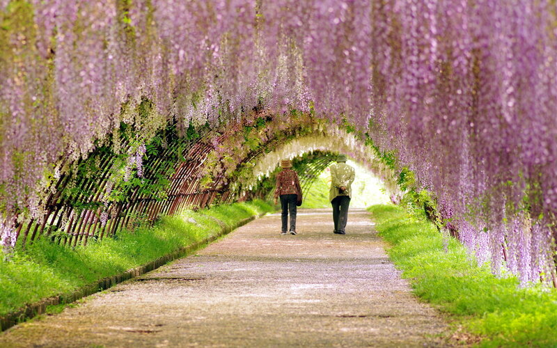 Two People under Wisteria
