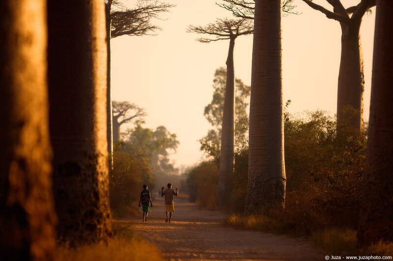 Two people walk a baobab path