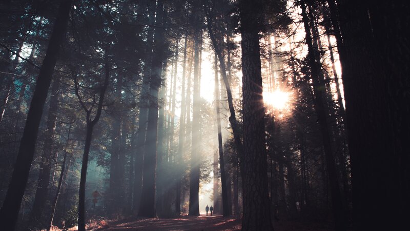 Two People Walking in Forest — Brown
