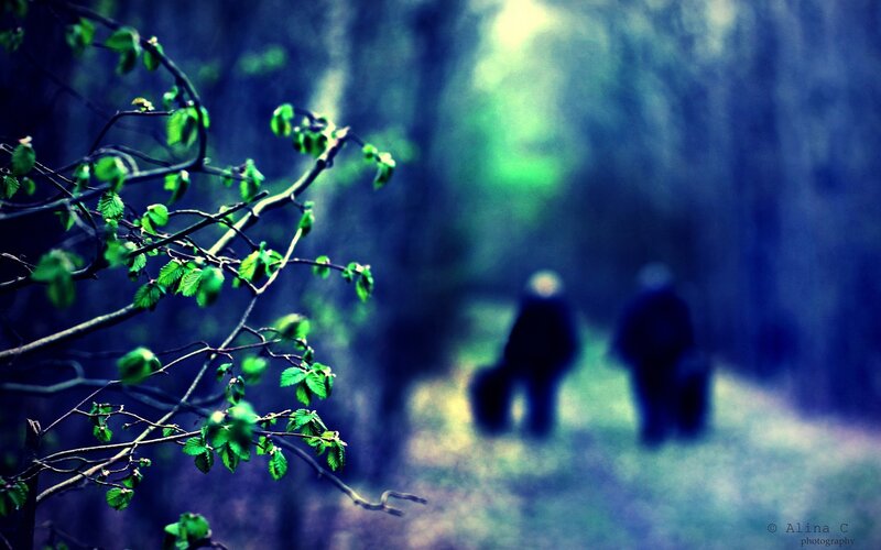 Two People Walking in Forest — Green, Serene, Spring