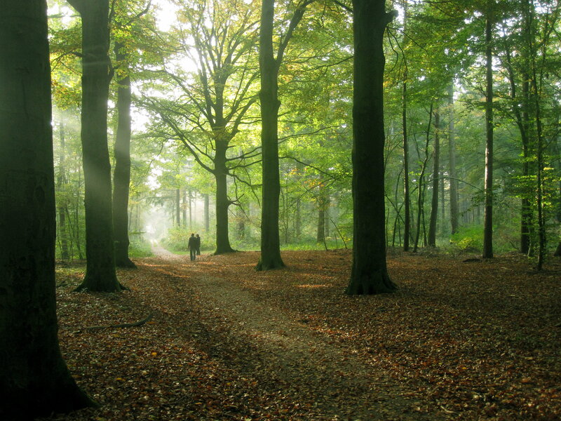 Two People Walking in Forest — Green